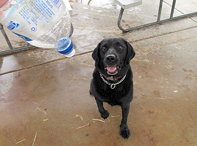 Post image for Superstition Farm in SE Mesa offering $1,500 reward for missing dog Toby