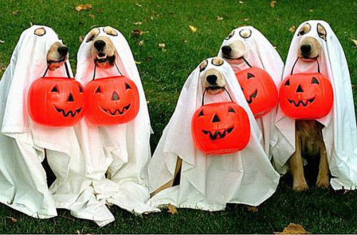 Post image for Saturday: Howl-O-Ween party at Social Box in Chandler