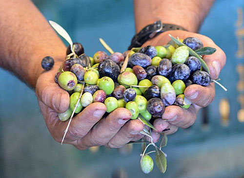 Post image for 5 things you need to know about the Olivepalooza Harvest Party in Queen Creek