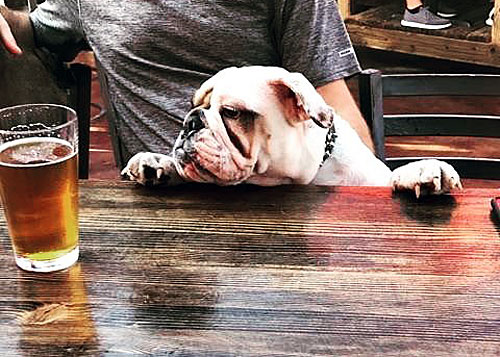Post image for Today: Drinkinâ€™ for the Dogs at OHSO Brewery