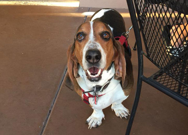 Post image for Flying Basset Brewing in Gilbert launches Wednesday trivia night